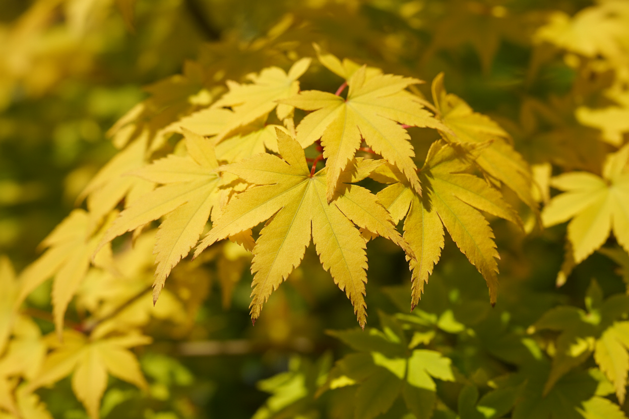 Japanischer Goldahorn 'Jordan' - Laubdetail